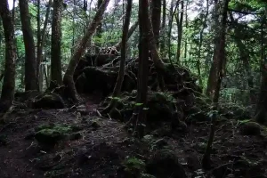 Aokigahara-Forest